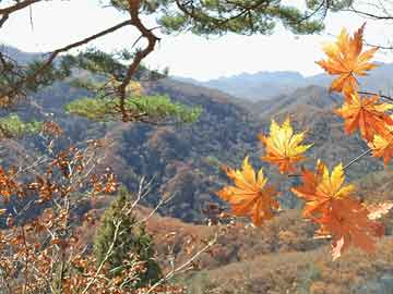 管家婆一肖之神秘密码，东哥与苏玛丽的奇幻冒险最新章节管家婆一肖-一码-一中一特最新章节,东哥苏玛丽,管家婆一肖